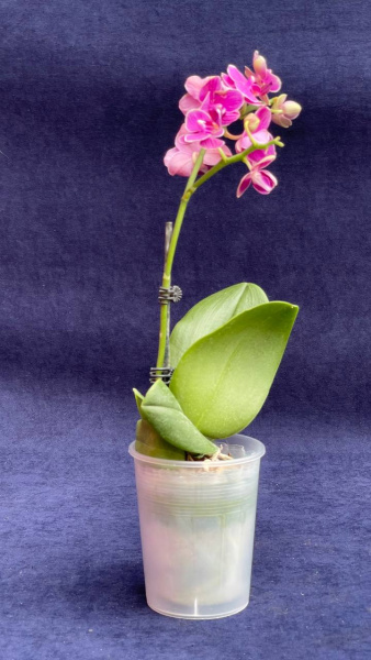 Фаленопсис mix 1pp+pot+sleeve /009