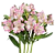 Альстромерия