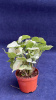 Сингониум podophyllum White Butterfly 30-35/011
