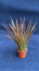 Драцена marginata Tricolor 30-35/009