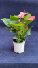 Антуриум Mixed Rainbow 30-35/011