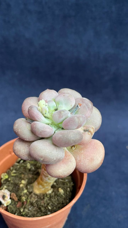 Седум Peach beauty 6-8/008